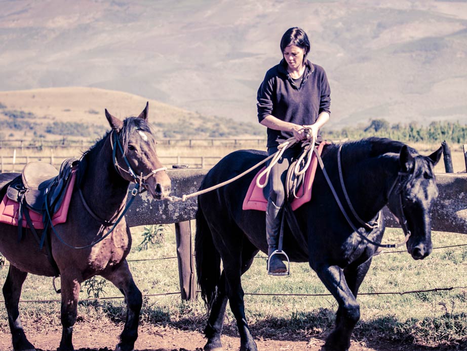 Young colt training using natural horsemanship methods